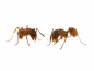 Preview: Myrmica rubra